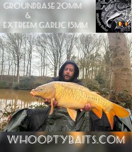 Mirror Carp