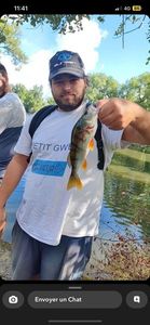 Yellow Perch