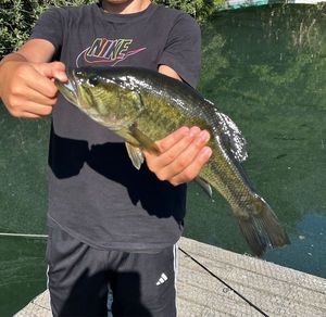 Largemouth Bass