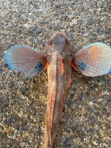 Grey Gurnard