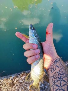 Chain Pickerel