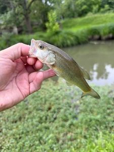 Smallmouth Bass