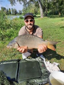 Common Carp