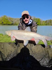 Grass Carp