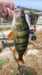 European Perch