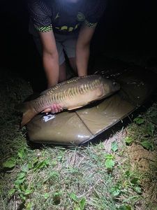 Mirror Carp