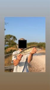 Zander