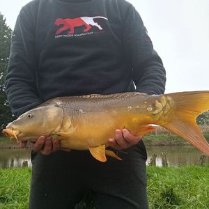 Mirror Carp