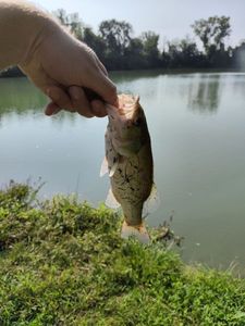 Largemouth Bass