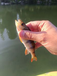 European Perch
