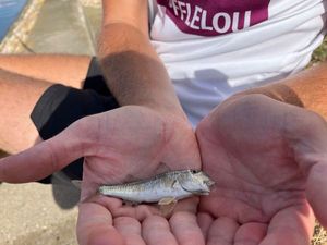 Giant Goby