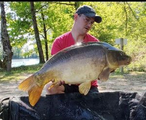 Mirror Carp