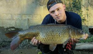 Common Carp