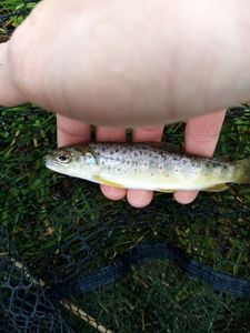 Brown Trout