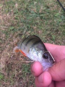 European Perch