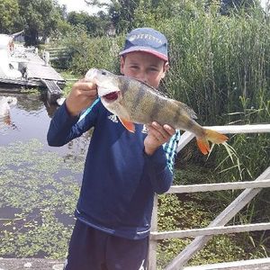 European Perch