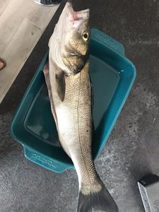 European Bass (Seabass)