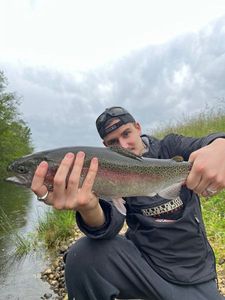 Rainbow Trout