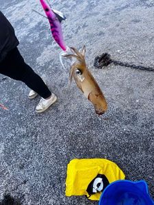 European Squid
