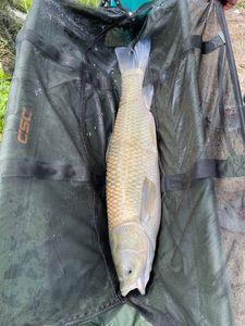 Grass Carp