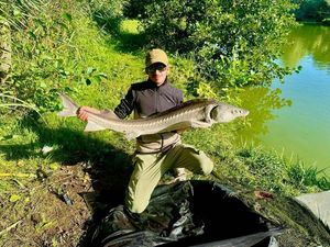 Sturgeon