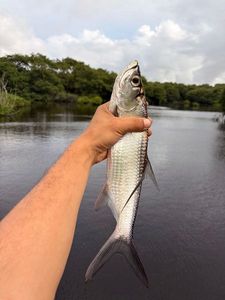 Tarpon