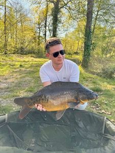 Mirror Carp