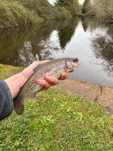 Rainbow Trout