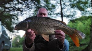 Common Carp