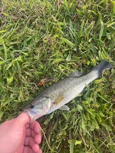 Largemouth Bass