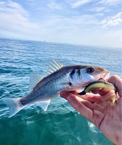 European Bass (Seabass)