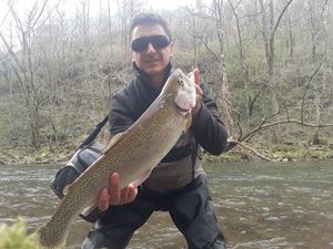 Rainbow Trout