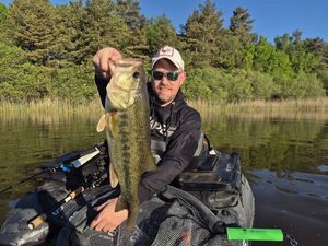 Largemouth Bass