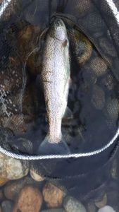 Rainbow Trout