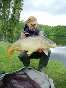 Common Carp