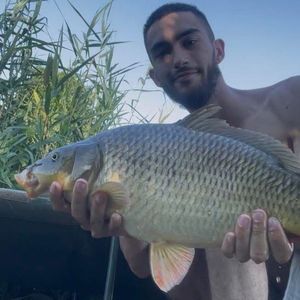 Common Carp