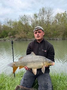 Common Carp