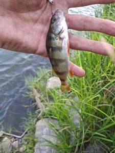 European Perch