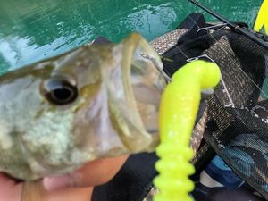 Smallmouth Bass