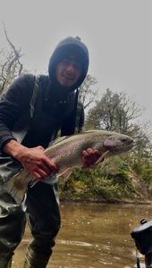 Brown Trout