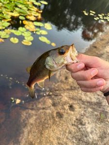 Largemouth Bass