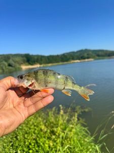European Perch