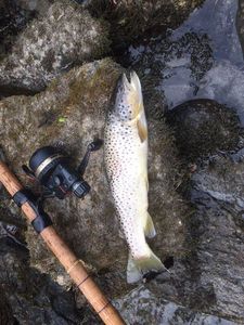 Brown Trout