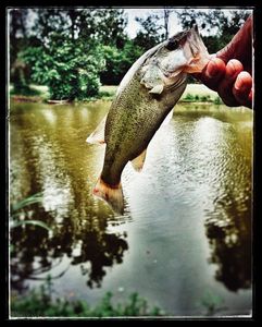 Smallmouth Bass