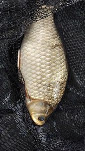 Crucian Carp