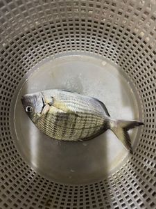 White Seabream