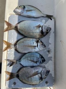 White Seabream