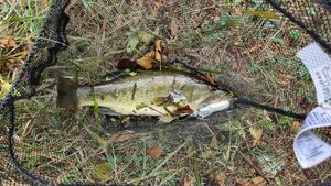 Largemouth Bass