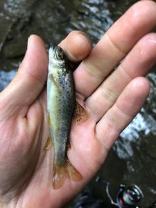 Brown Trout