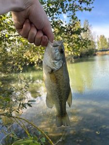 Largemouth Bass